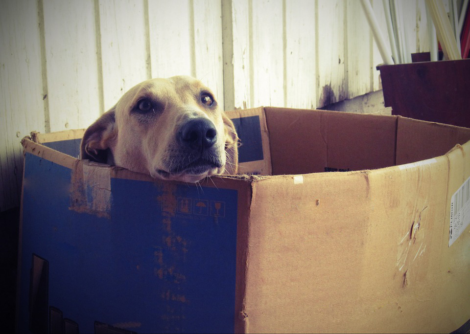 dog-660505_960_720_edited