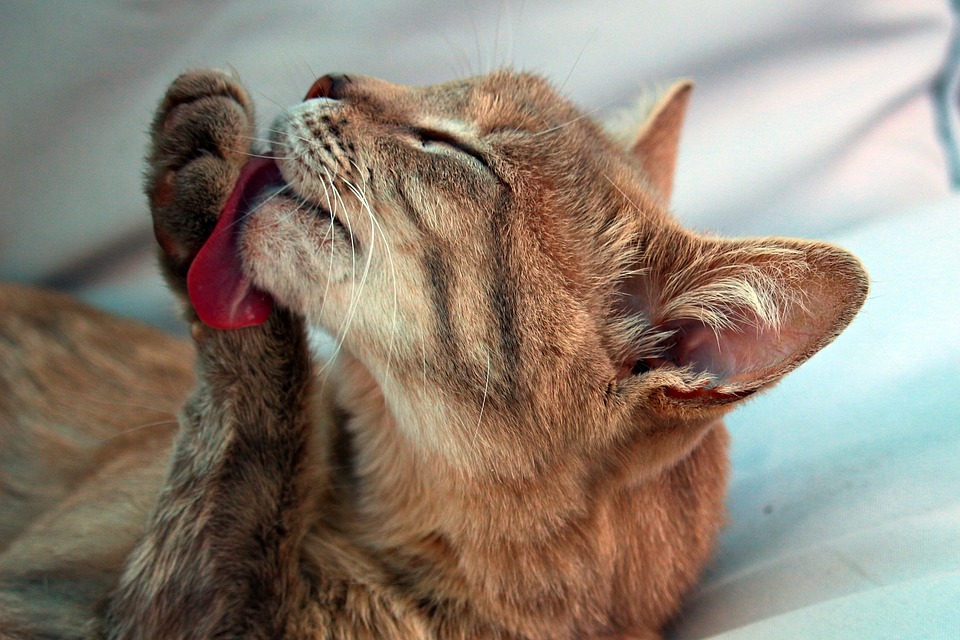 cat-2332435_960_720