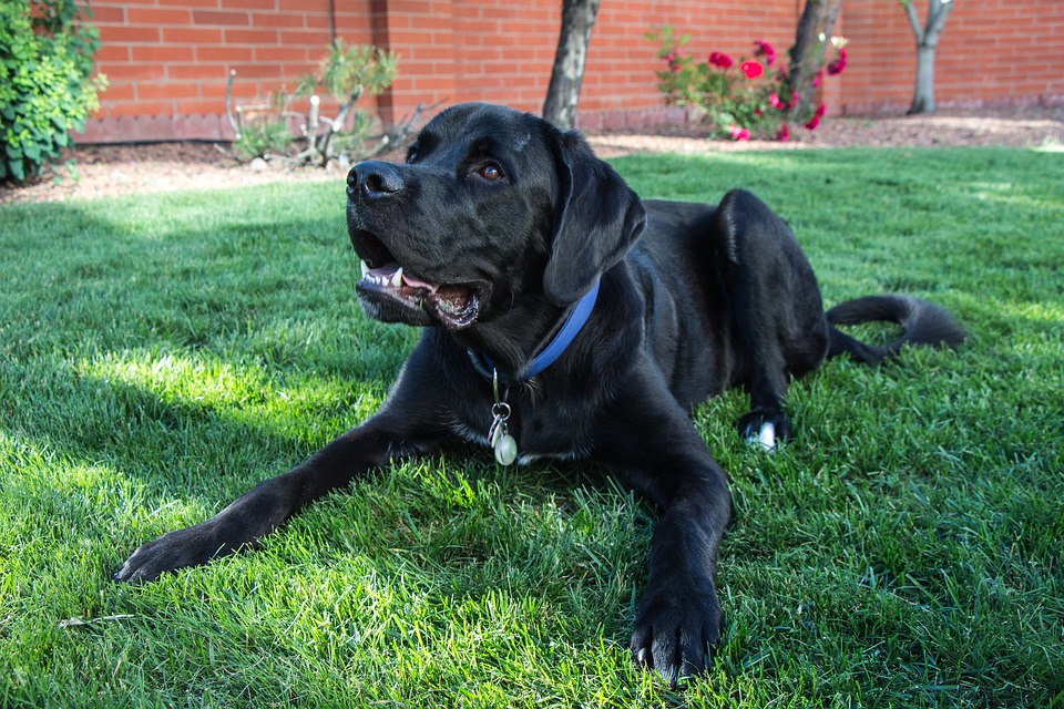 samson-1498049_960_720