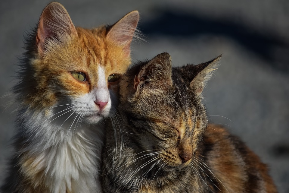 cat-3041498_960_720
