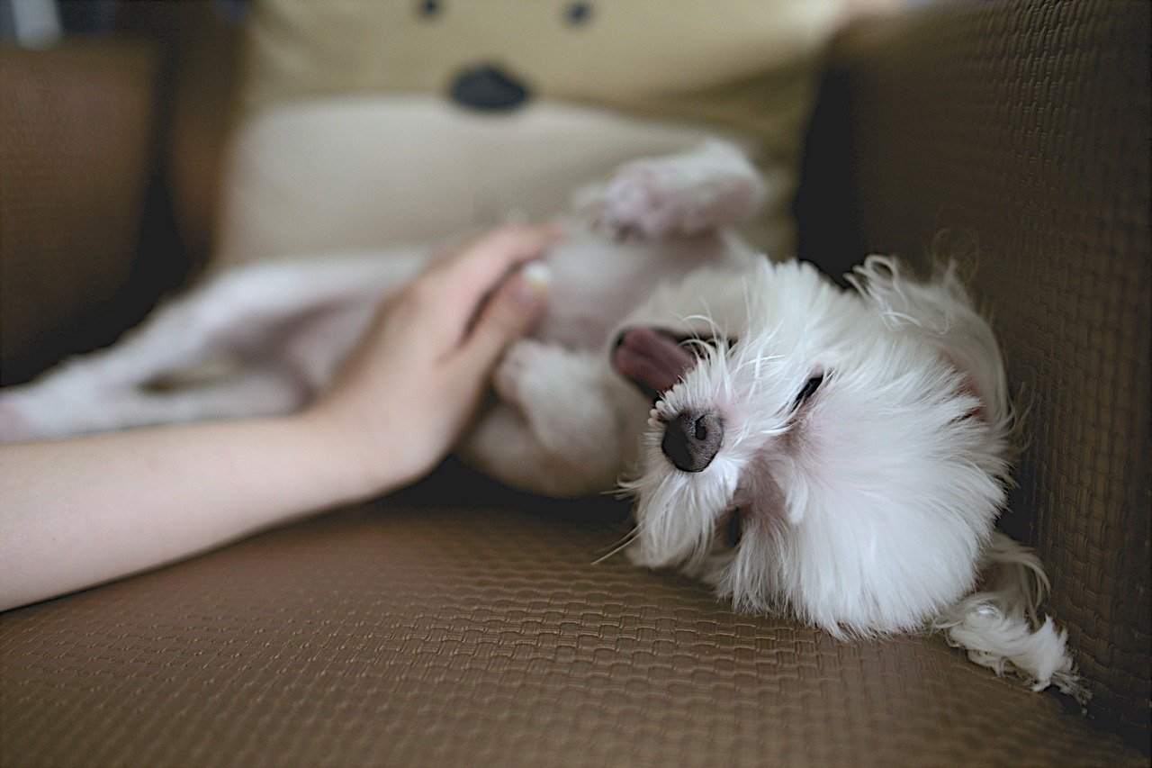dog-1209953_1280