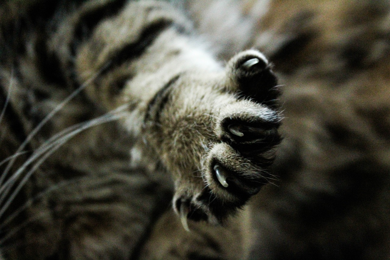 animal-3429333_1280