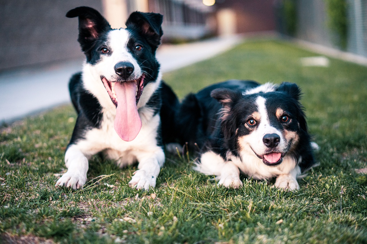 dogs-5538401_1280