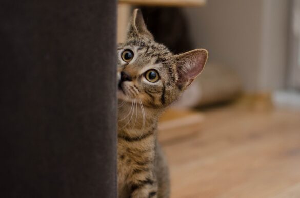 cat-g10cef92d6_1280