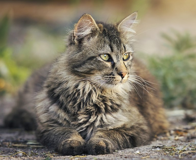 cat-3449999_960_720