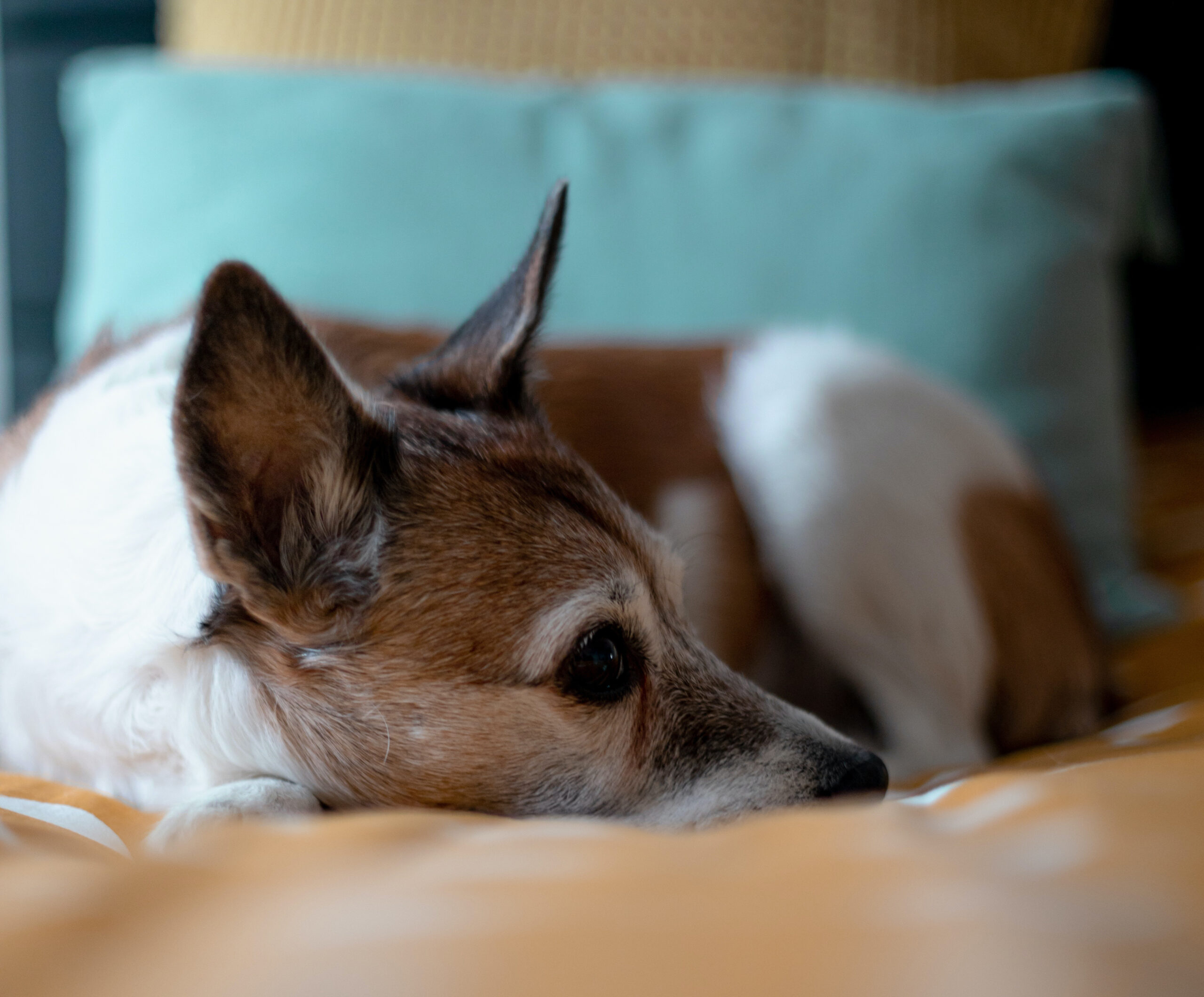 Conducta de monta en perros. Más allá de la dominancia y la conducta sexual  - GEMCA