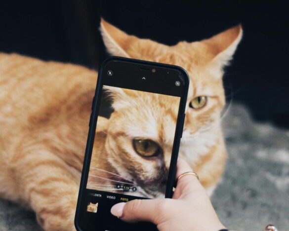 movil_gato