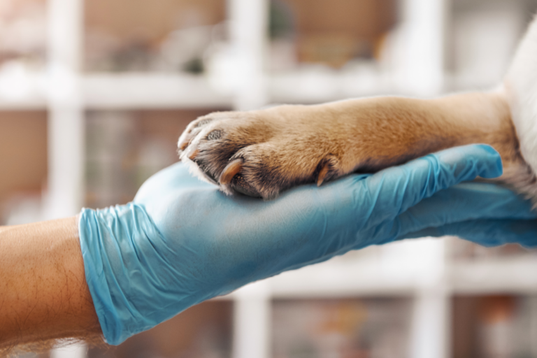 veterinario