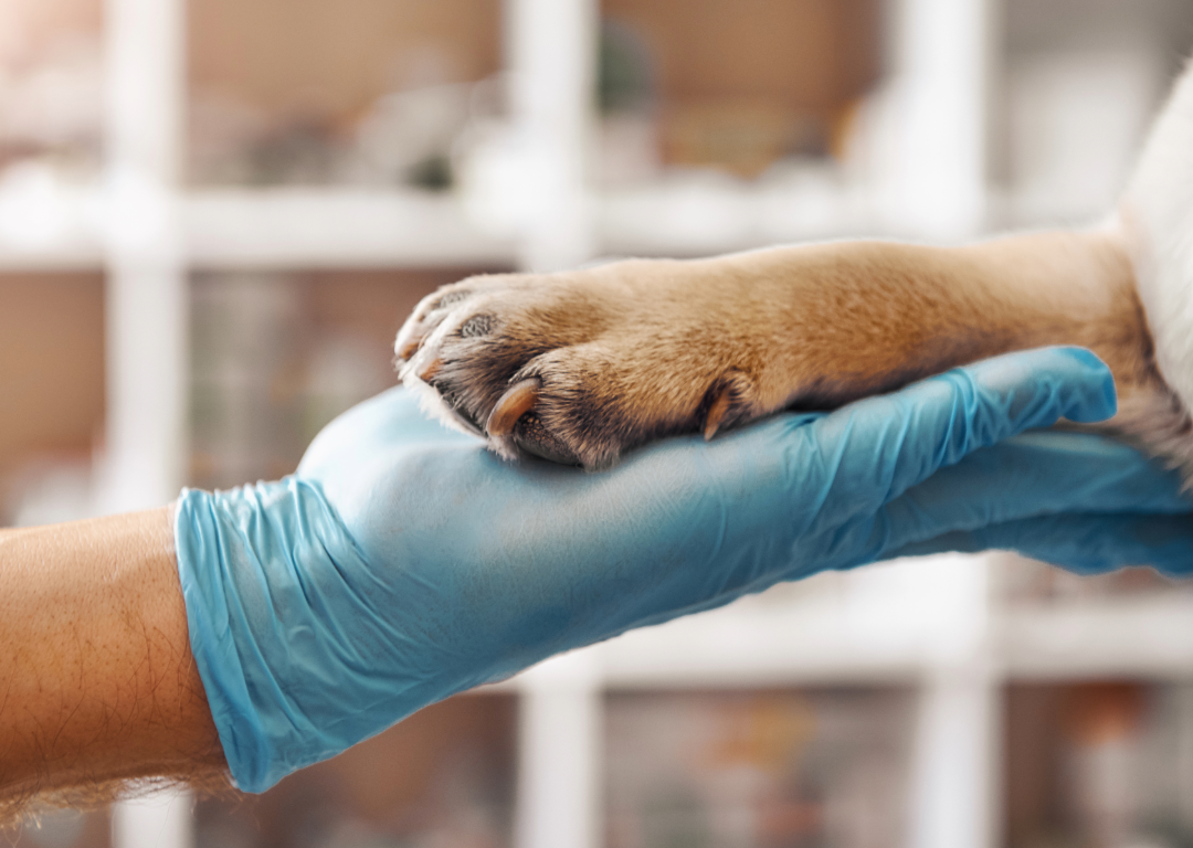 veterinario